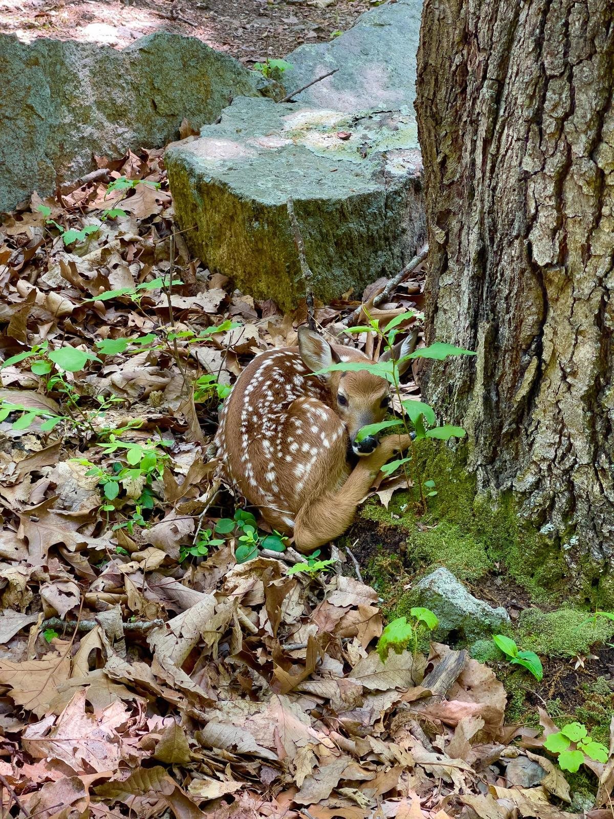 You never know what you'll see a few steps from your house. (Bambi!) You never know what you'll see a few steps from your house. (Bambi!)