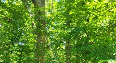 8 MECHUNK TER, PALMYRA, Virginia 22963, ,Land,8 MECHUNK TER,677774 MLS # 677774