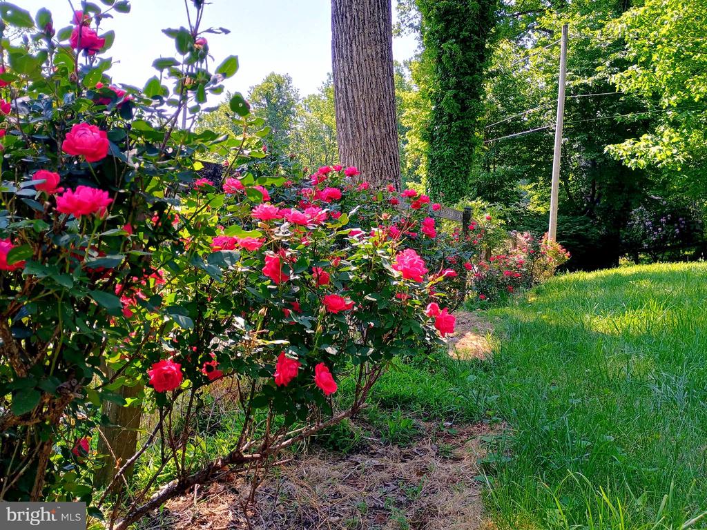 147 BLUE RIDGE AVE, CHESTER GAP, Virginia 22623, 4 Bedrooms Bedrooms, ,3 BathroomsBathrooms,Residential,147 BLUE RIDGE AVE,VARP2002674 MLS # VARP2002674