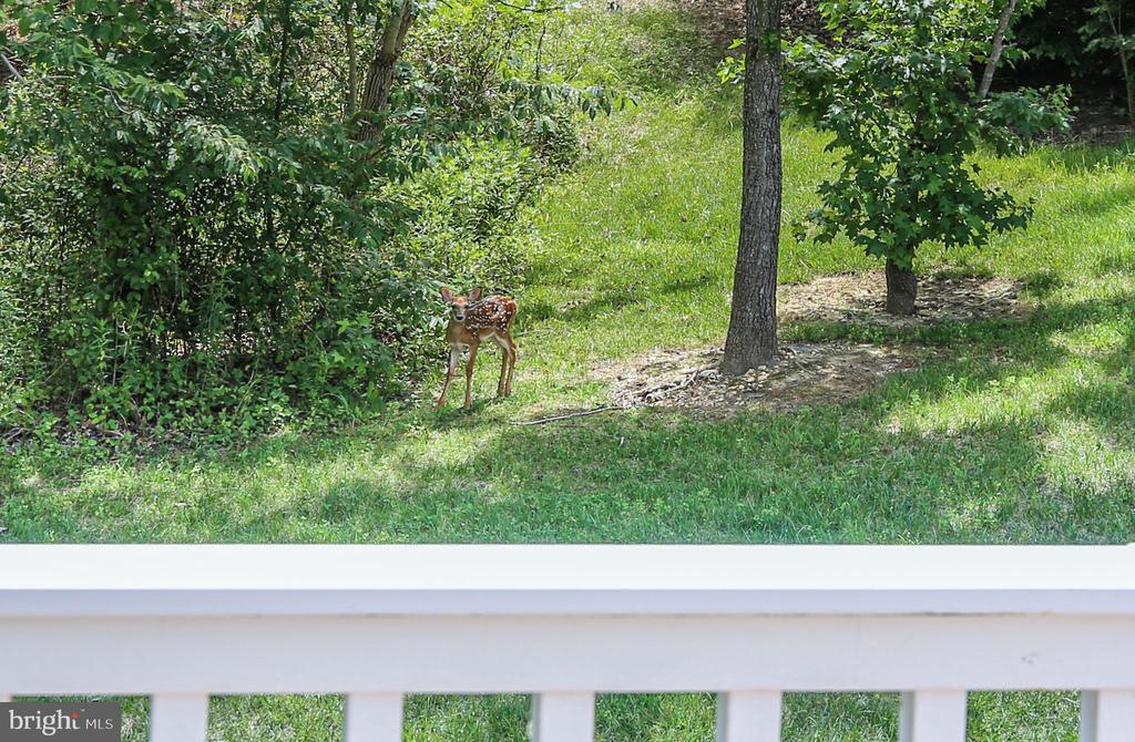 5612 CEDAR MOUNTAIN CT, FREDERICKSBURG, Virginia 22407, 2 Bedrooms Bedrooms, ,2 BathroomsBathrooms,Residential,5612 CEDAR MOUNTAIN CT,VASP2042670 MLS # VASP2042670 5612 CEDAR MOUNTAIN CT, FREDERICKSBURG, Virginia 22407, 2 Bedrooms Bedrooms, ,2 BathroomsBathrooms,Residential,5612 CEDAR MOUNTAIN CT,VASP2042670 MLS # VASP2042670