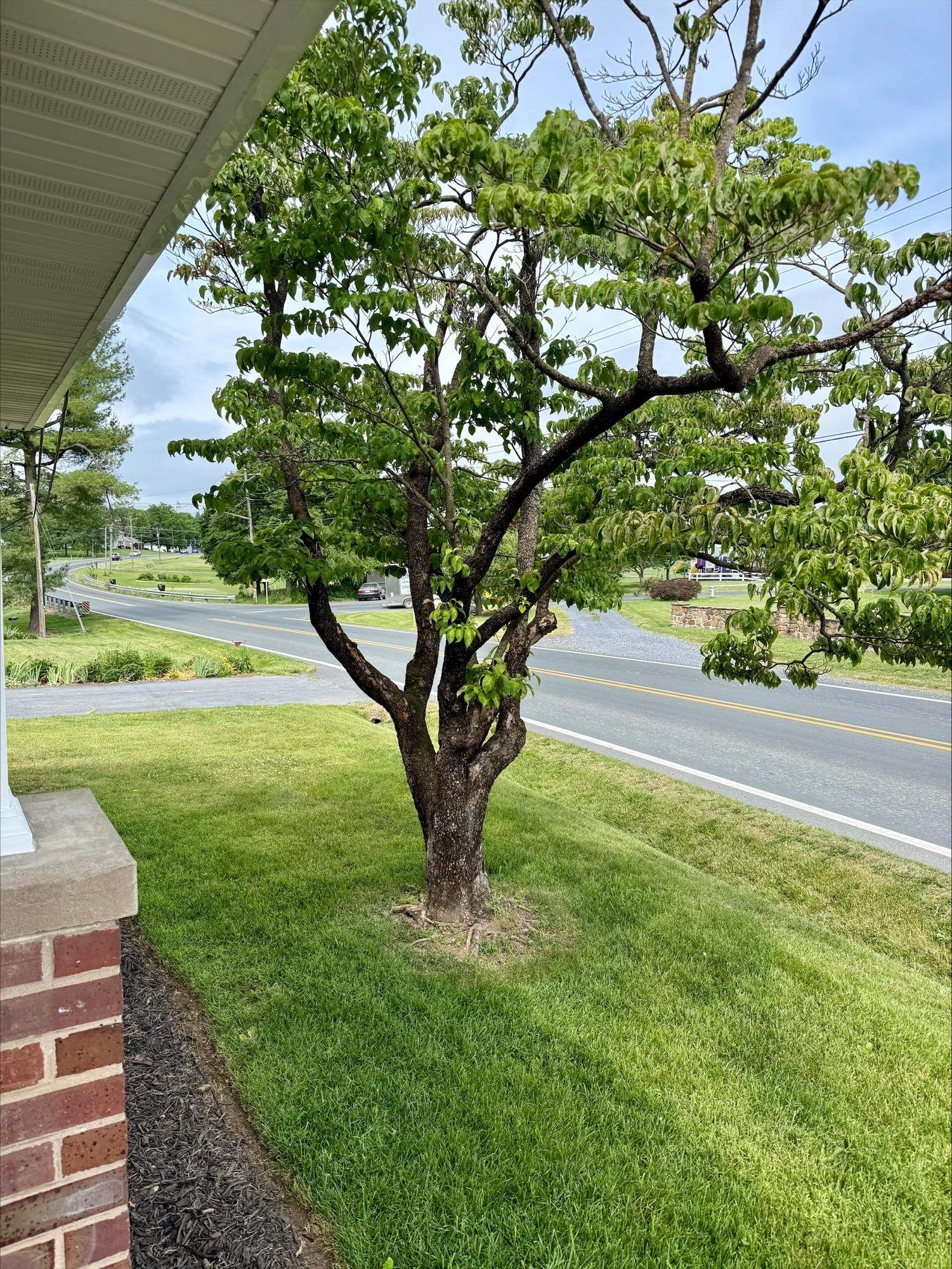 635 MASON ST, DAYTON, Virginia 22821, 3 Bedrooms Bedrooms, ,1 BathroomBathrooms,Residential,635 MASON ST,678240 MLS # 678240