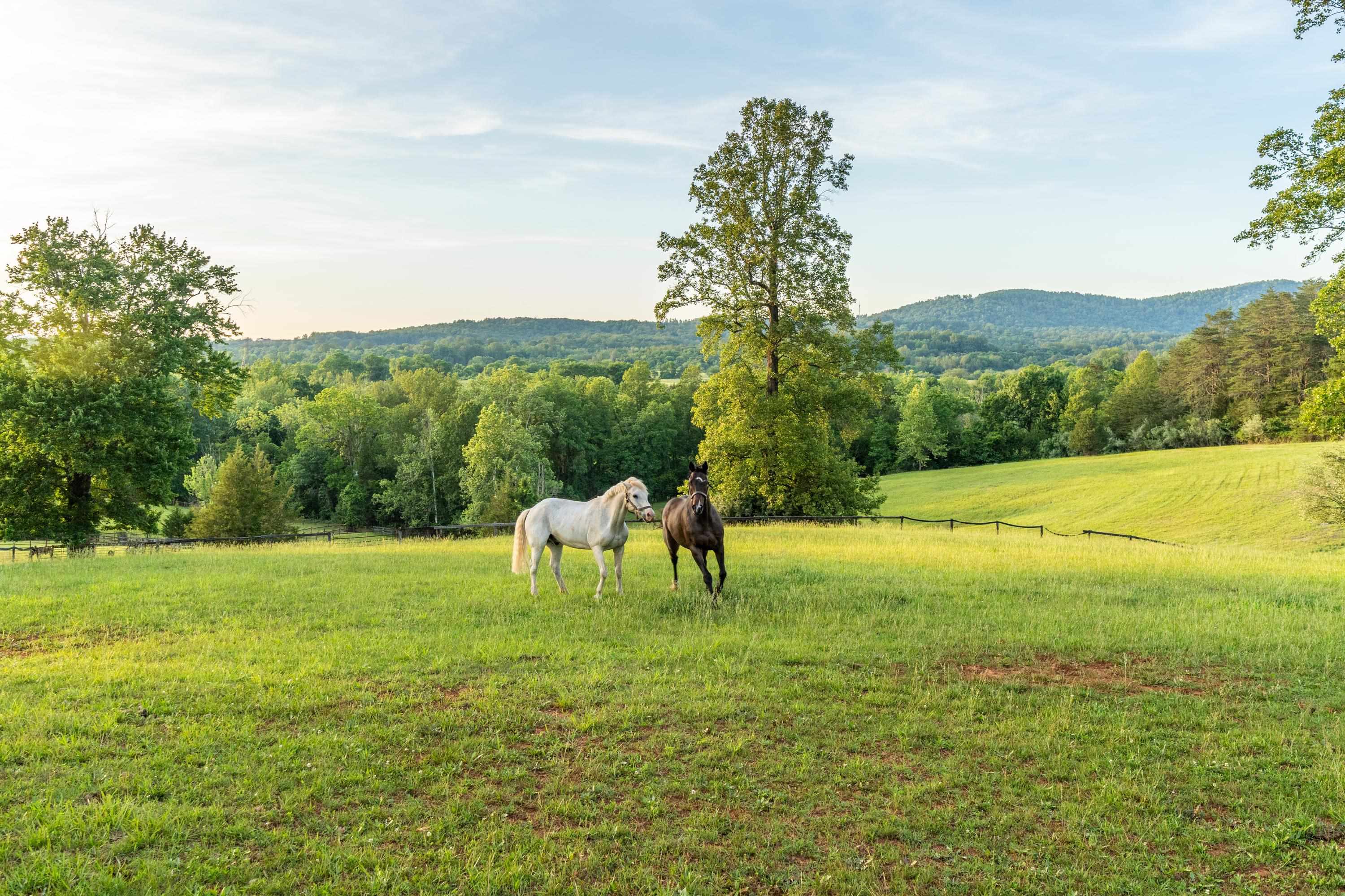 1636 MILTON RD, CHARLOTTESVILLE, Virginia 22902, 7 Bedrooms Bedrooms, ,5 BathroomsBathrooms,Residential,1636 MILTON RD,678242 MLS # 678242 1636 MILTON RD, CHARLOTTESVILLE, Virginia 22902, 7 Bedrooms Bedrooms, ,5 BathroomsBathrooms,Residential,1636 MILTON RD,678242 MLS # 678242