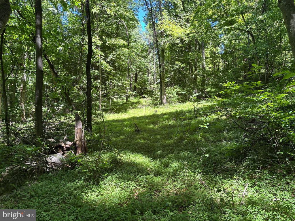 JORDAN HOLLOW RD, STANLEY, Virginia 22851, ,Farm,JORDAN HOLLOW RD,VAPA2006538 MLS # VAPA2006538 JORDAN HOLLOW RD, STANLEY, Virginia 22851, ,Farm,JORDAN HOLLOW RD,VAPA2006538 MLS # VAPA2006538