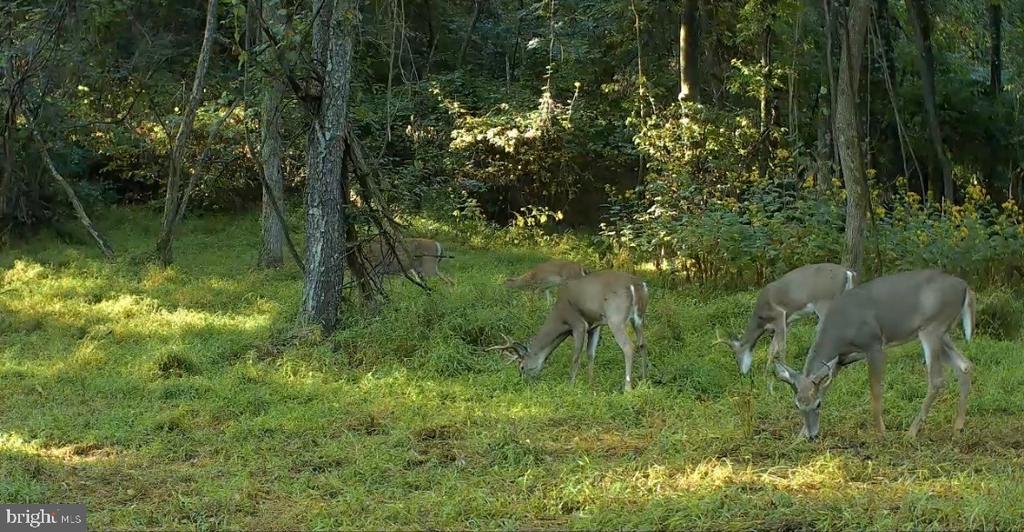 JORDAN HOLLOW RD, STANLEY, Virginia 22851, ,Farm,JORDAN HOLLOW RD,VAPA2006538 MLS # VAPA2006538 JORDAN HOLLOW RD, STANLEY, Virginia 22851, ,Farm,JORDAN HOLLOW RD,VAPA2006538 MLS # VAPA2006538