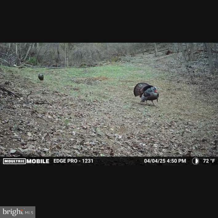 JORDAN HOLLOW RD, STANLEY, Virginia 22851, ,Farm,JORDAN HOLLOW RD,VAPA2006538 MLS # VAPA2006538 JORDAN HOLLOW RD, STANLEY, Virginia 22851, ,Farm,JORDAN HOLLOW RD,VAPA2006538 MLS # VAPA2006538