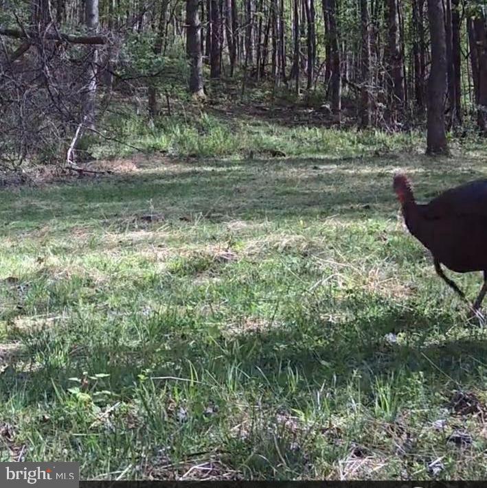 JORDAN HOLLOW RD, STANLEY, Virginia 22851, ,Farm,JORDAN HOLLOW RD,VAPA2006538 MLS # VAPA2006538 JORDAN HOLLOW RD, STANLEY, Virginia 22851, ,Farm,JORDAN HOLLOW RD,VAPA2006538 MLS # VAPA2006538