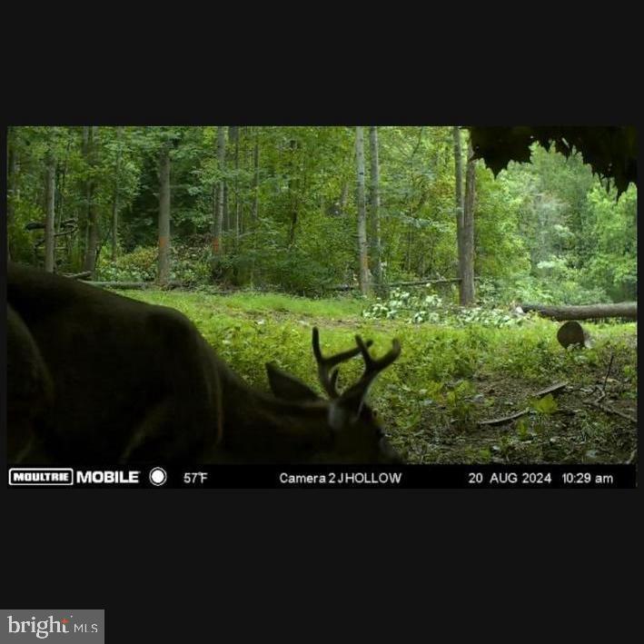 JORDAN HOLLOW RD, STANLEY, Virginia 22851, ,Farm,JORDAN HOLLOW RD,VAPA2006538 MLS # VAPA2006538 JORDAN HOLLOW RD, STANLEY, Virginia 22851, ,Farm,JORDAN HOLLOW RD,VAPA2006538 MLS # VAPA2006538