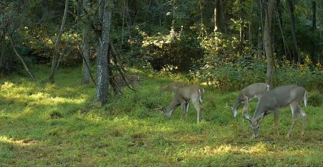 Trail Cam Photo Trail Cam Photo