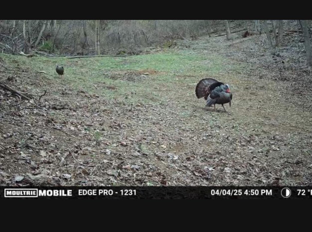 Trail Cam Photo Trail Cam Photo