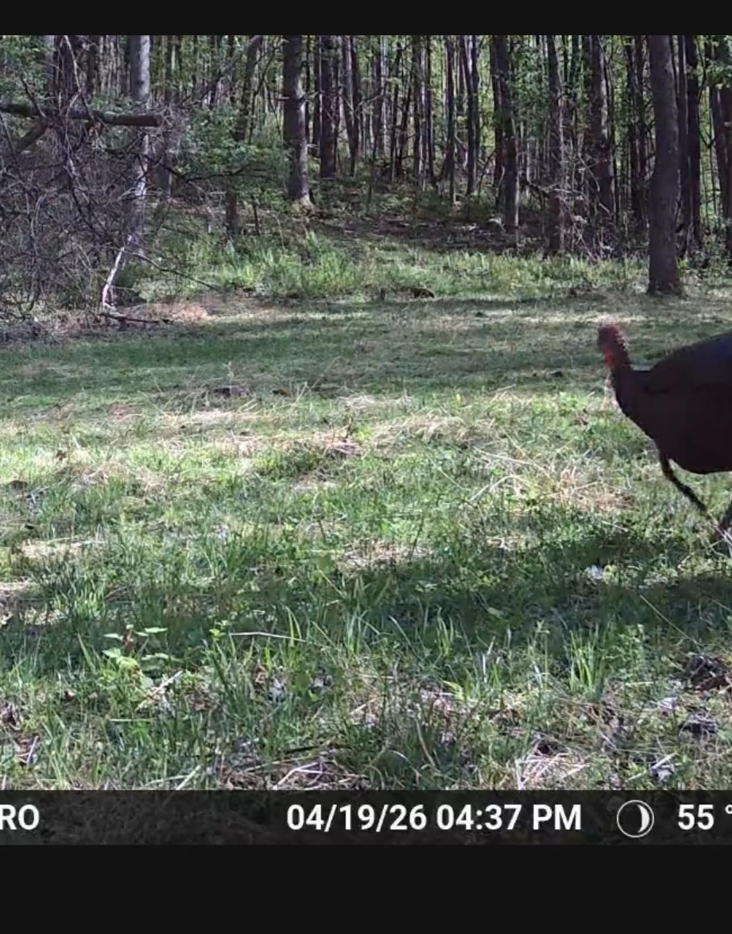 Trail Cam Photo Trail Cam Photo
