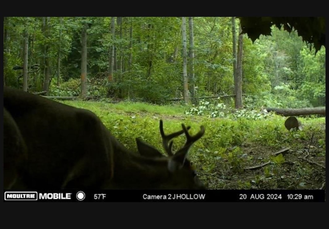Trail Cam Photo Trail Cam Photo