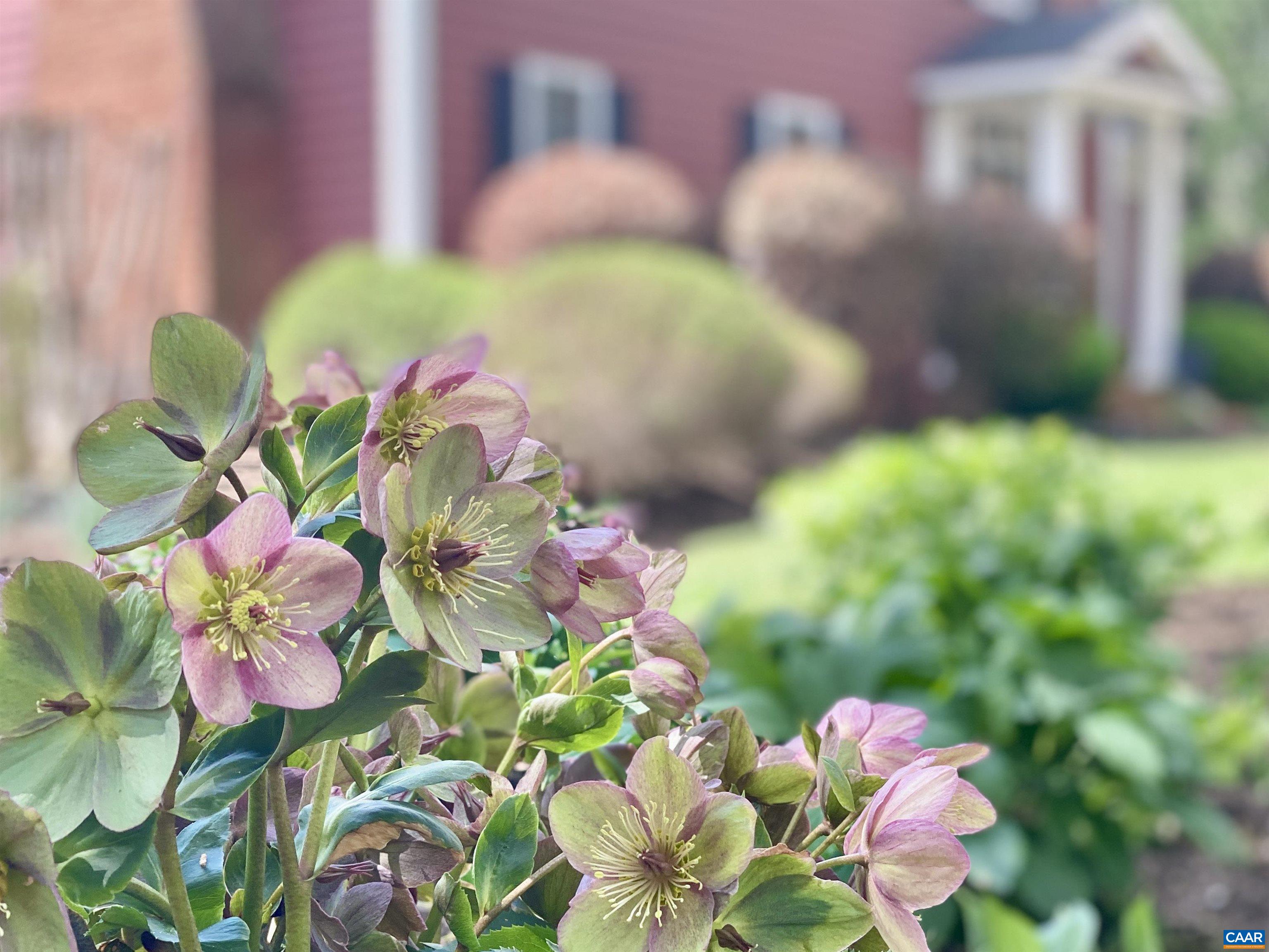 2629 WARWICK PL, EARLYSVILLE, Virginia 22936, 4 Bedrooms Bedrooms, ,2 BathroomsBathrooms,Residential,Country Garden Retreat 10 Mins to popular hot spot,2629 WARWICK PL,678268 MLS # 678268 2629 WARWICK PL, EARLYSVILLE, Virginia 22936, 4 Bedrooms Bedrooms, ,2 BathroomsBathrooms,Residential,Country Garden Retreat 10 Mins to popular hot spot,2629 WARWICK PL,678268 MLS # 678268