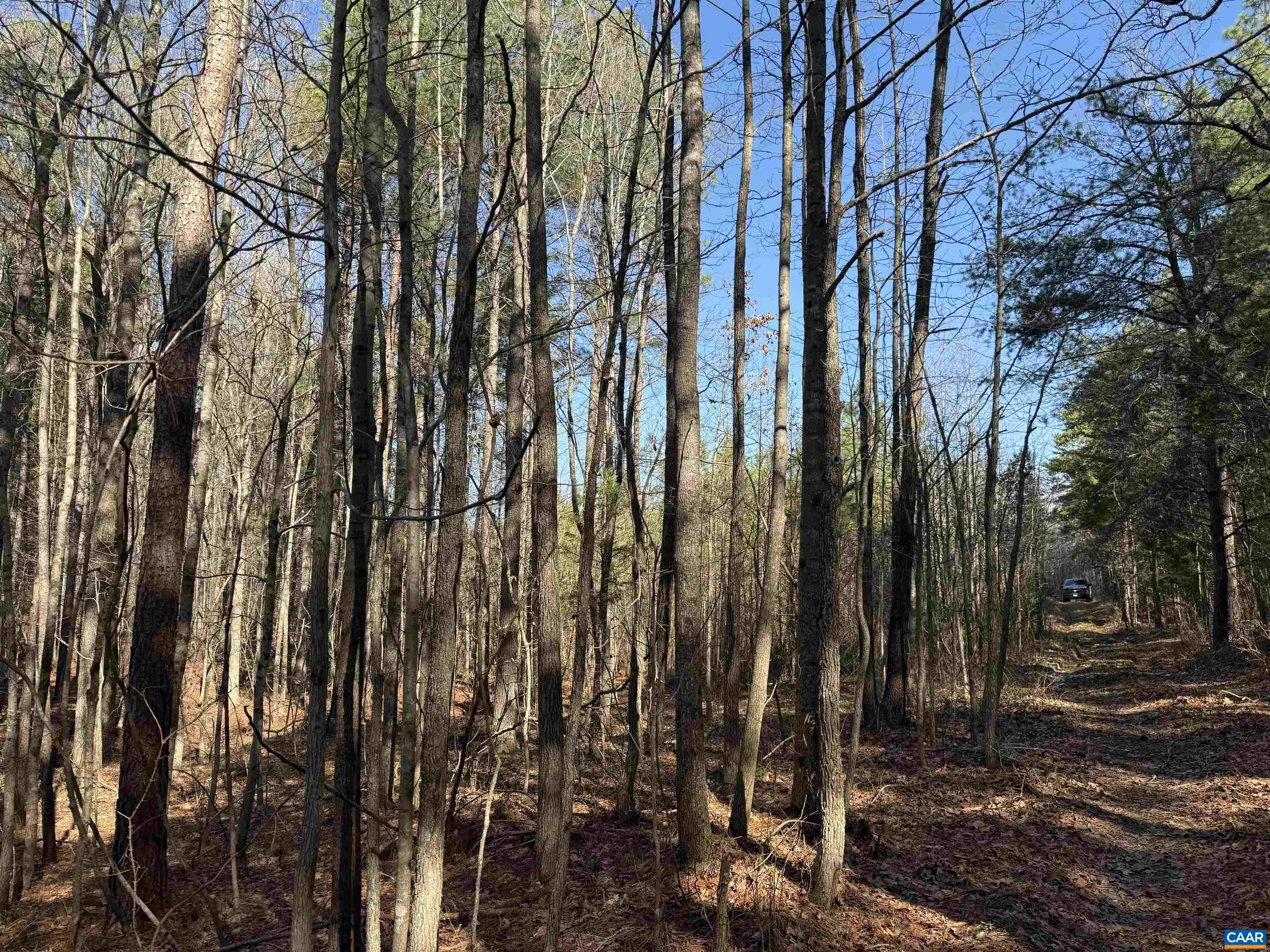 1 MAPLE BRIDGE RD, DILLWYN, Virginia 23936, ,Land,1 MAPLE BRIDGE RD,678335 MLS # 678335