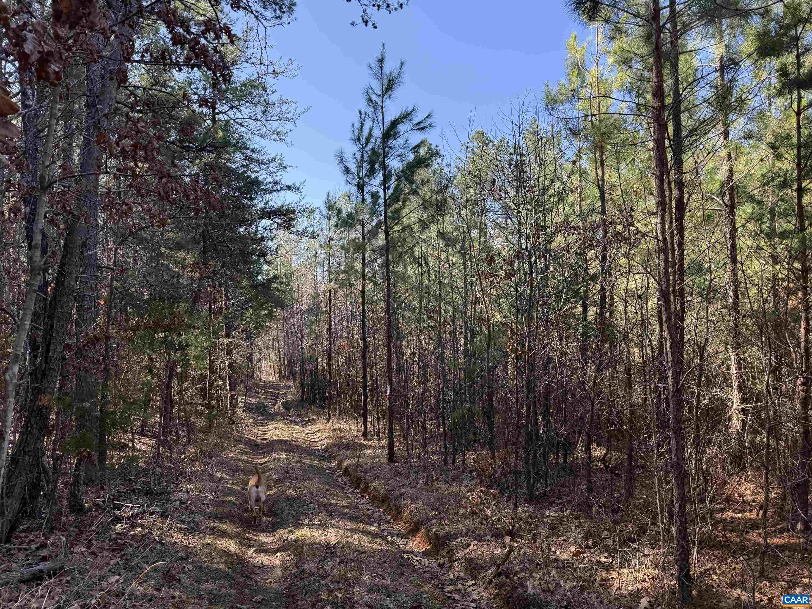 1 MAPLE BRIDGE RD, DILLWYN, Virginia 23936, ,Land,1 MAPLE BRIDGE RD,678335 MLS # 678335