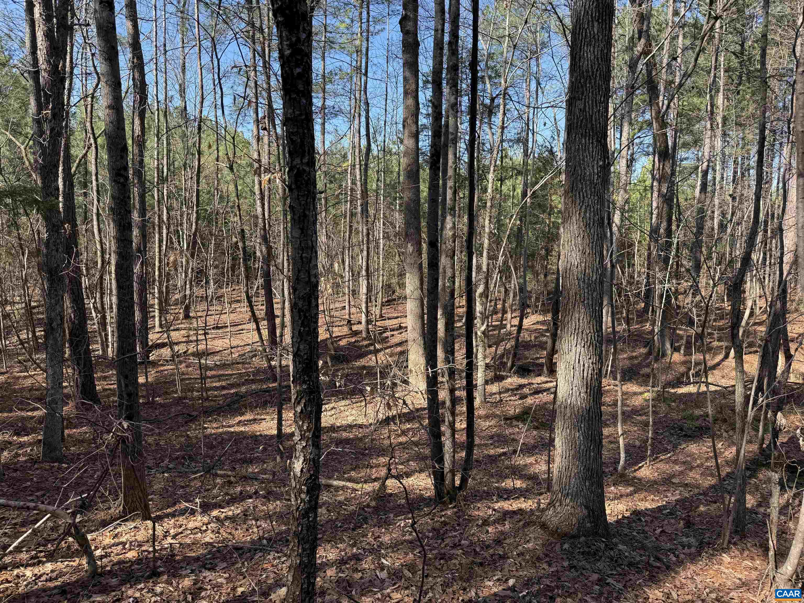 1 MAPLE BRIDGE RD, DILLWYN, Virginia 23936, ,Land,1 MAPLE BRIDGE RD,678335 MLS # 678335
