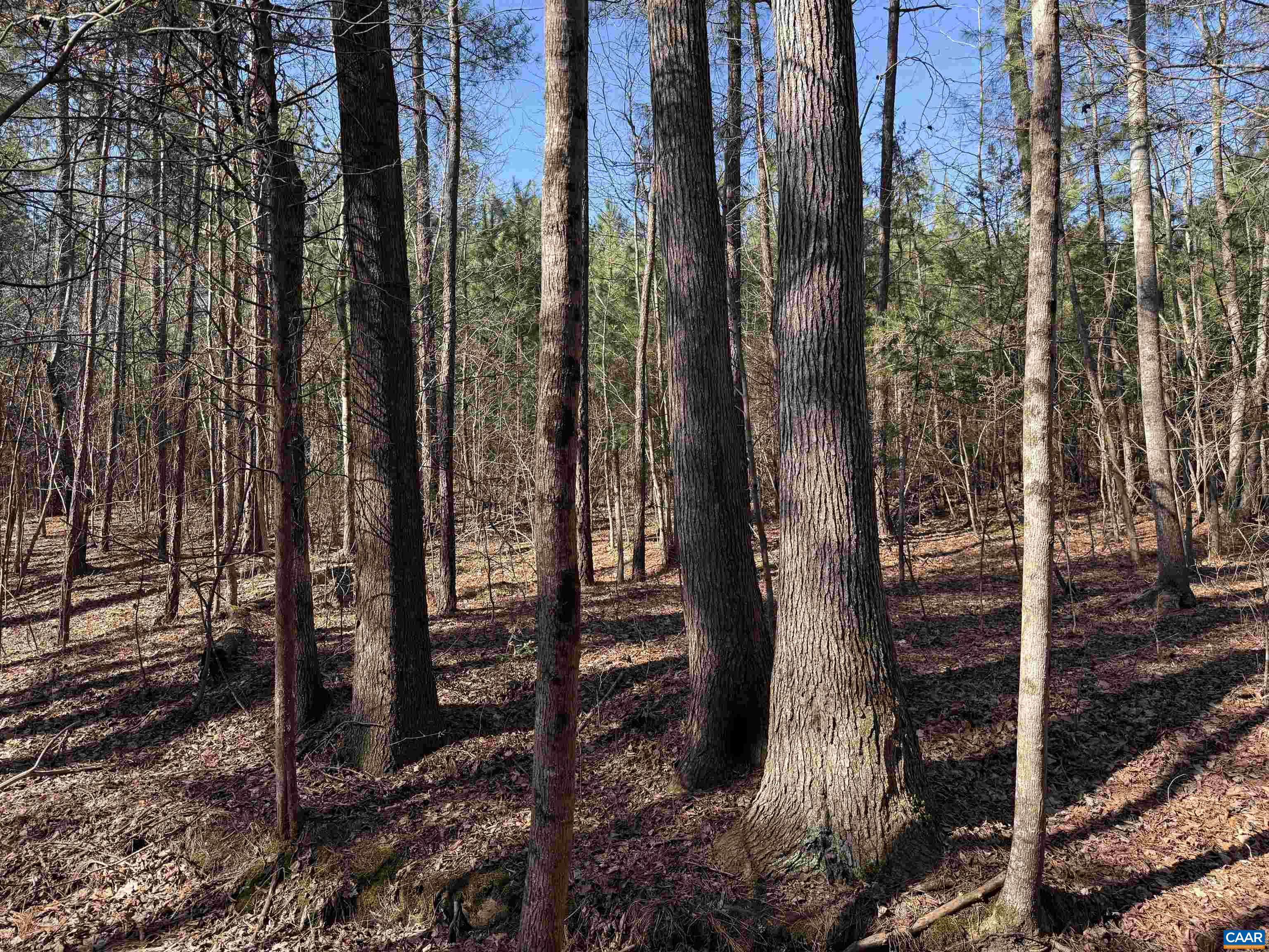 1 MAPLE BRIDGE RD, DILLWYN, Virginia 23936, ,Land,1 MAPLE BRIDGE RD,678335 MLS # 678335