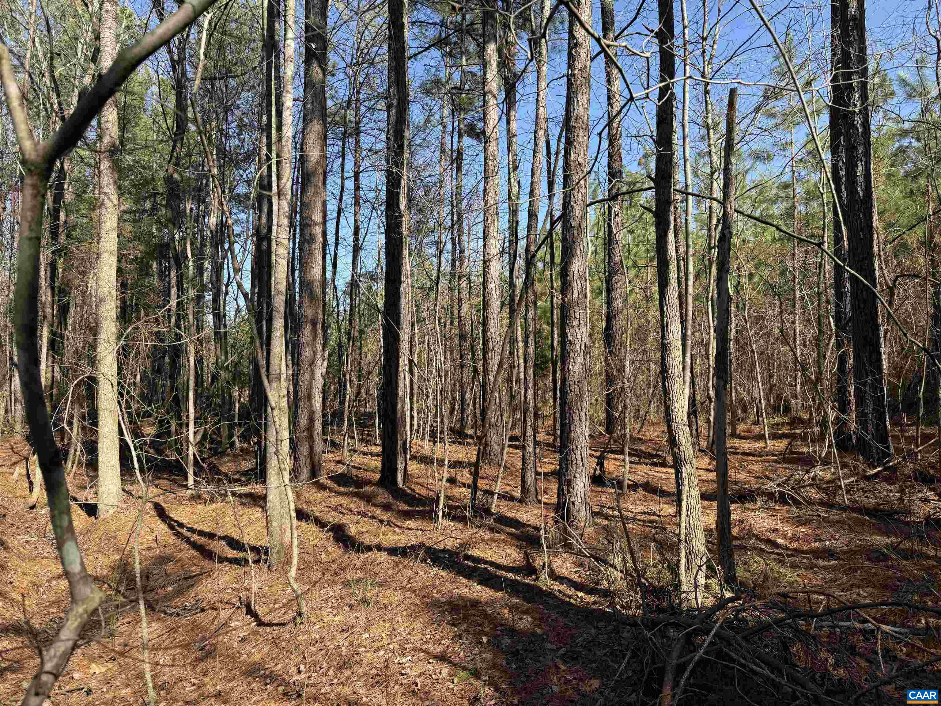 1 MAPLE BRIDGE RD, DILLWYN, Virginia 23936, ,Land,1 MAPLE BRIDGE RD,678335 MLS # 678335