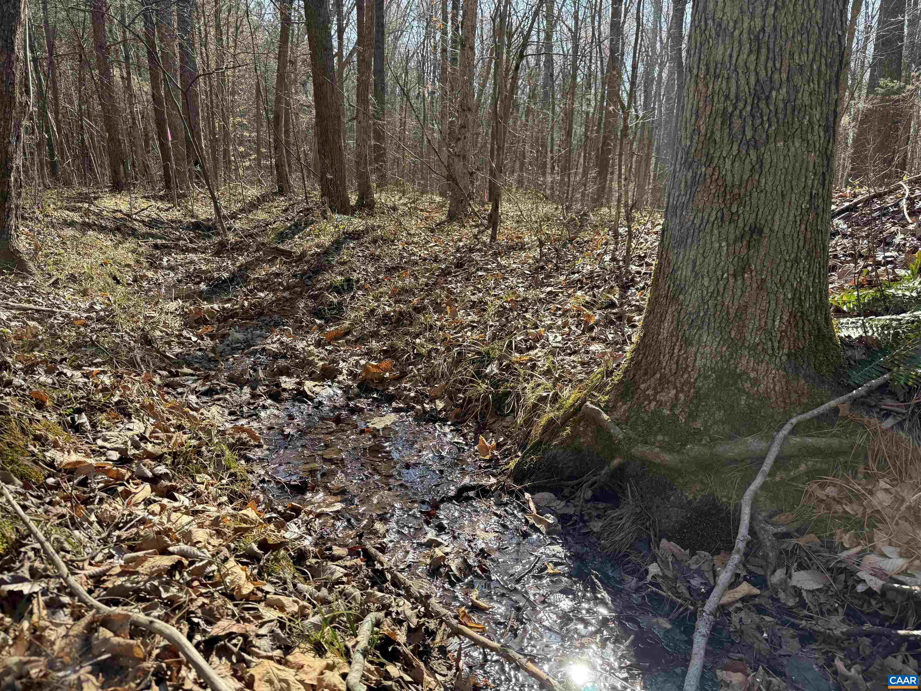 1 MAPLE BRIDGE RD, DILLWYN, Virginia 23936, ,Land,1 MAPLE BRIDGE RD,678335 MLS # 678335