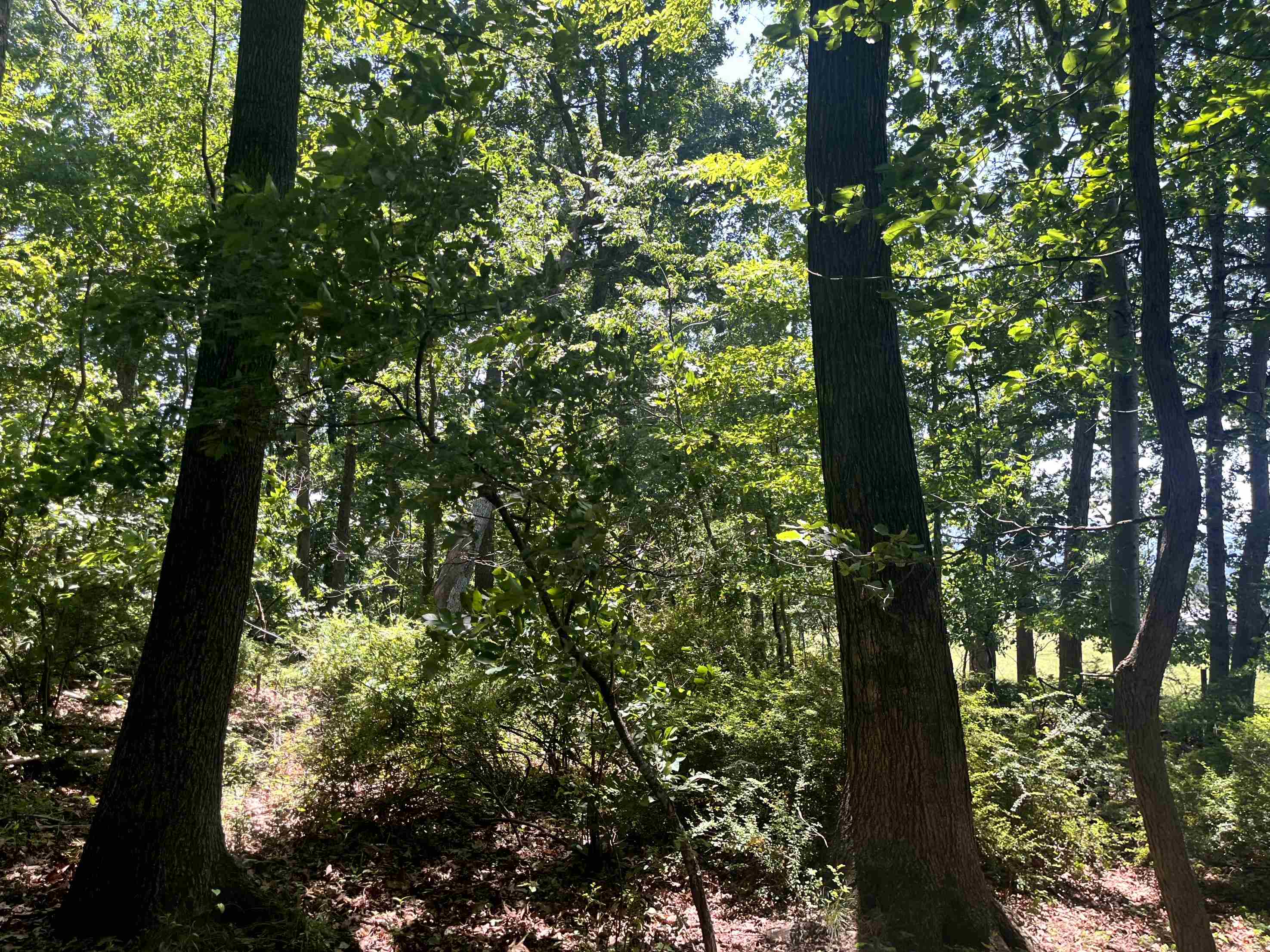 TBD SPOTTSWOOD RD, SPOTTSWOOD, Virginia 24476, ,Land,TBD SPOTTSWOOD RD,678394 MLS # 678394 TBD SPOTTSWOOD RD, SPOTTSWOOD, Virginia 24476, ,Land,TBD SPOTTSWOOD RD,678394 MLS # 678394