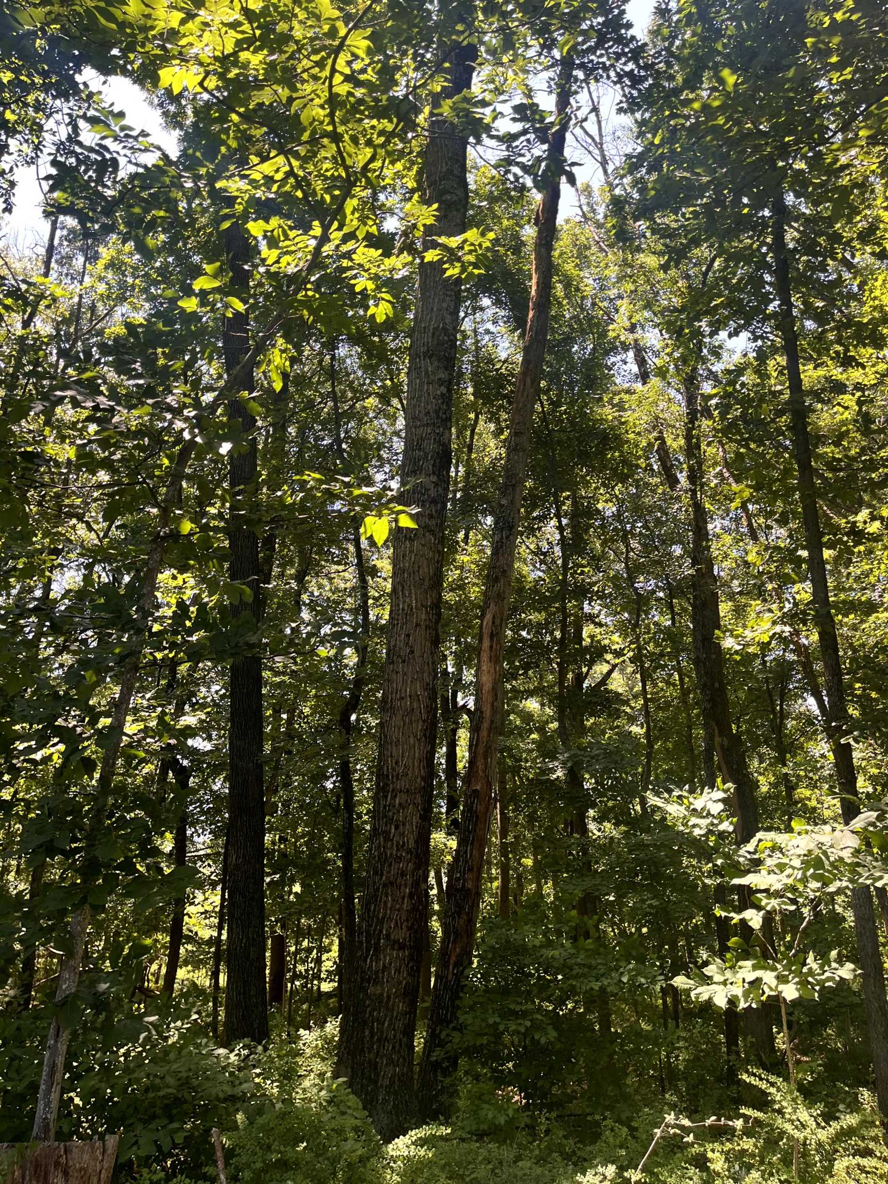 TBD SPOTTSWOOD RD, SPOTTSWOOD, Virginia 24476, ,Land,TBD SPOTTSWOOD RD,678394 MLS # 678394 TBD SPOTTSWOOD RD, SPOTTSWOOD, Virginia 24476, ,Land,TBD SPOTTSWOOD RD,678394 MLS # 678394