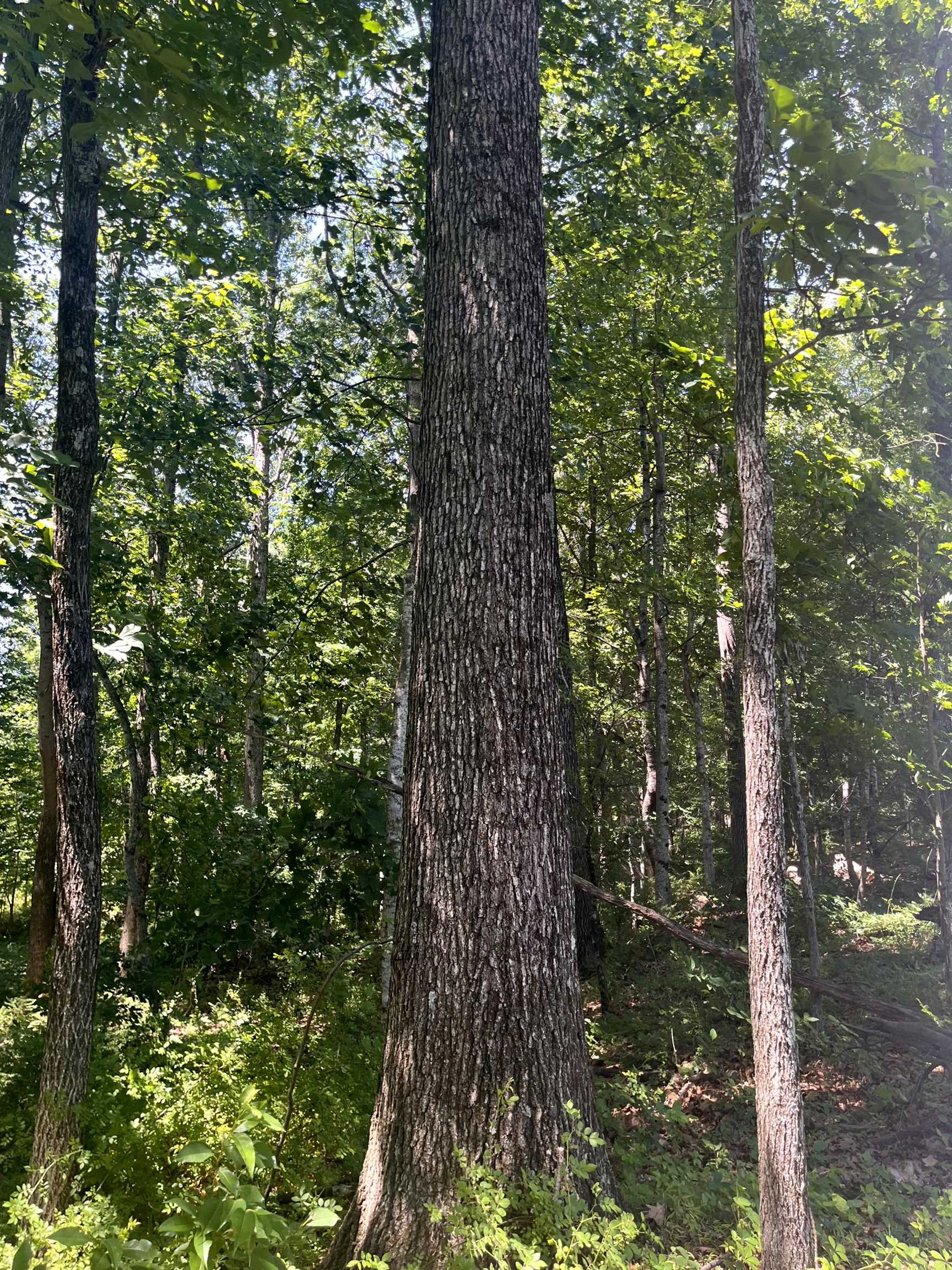 TBD SPOTTSWOOD RD, SPOTTSWOOD, Virginia 24476, ,Land,TBD SPOTTSWOOD RD,678394 MLS # 678394 TBD SPOTTSWOOD RD, SPOTTSWOOD, Virginia 24476, ,Land,TBD SPOTTSWOOD RD,678394 MLS # 678394