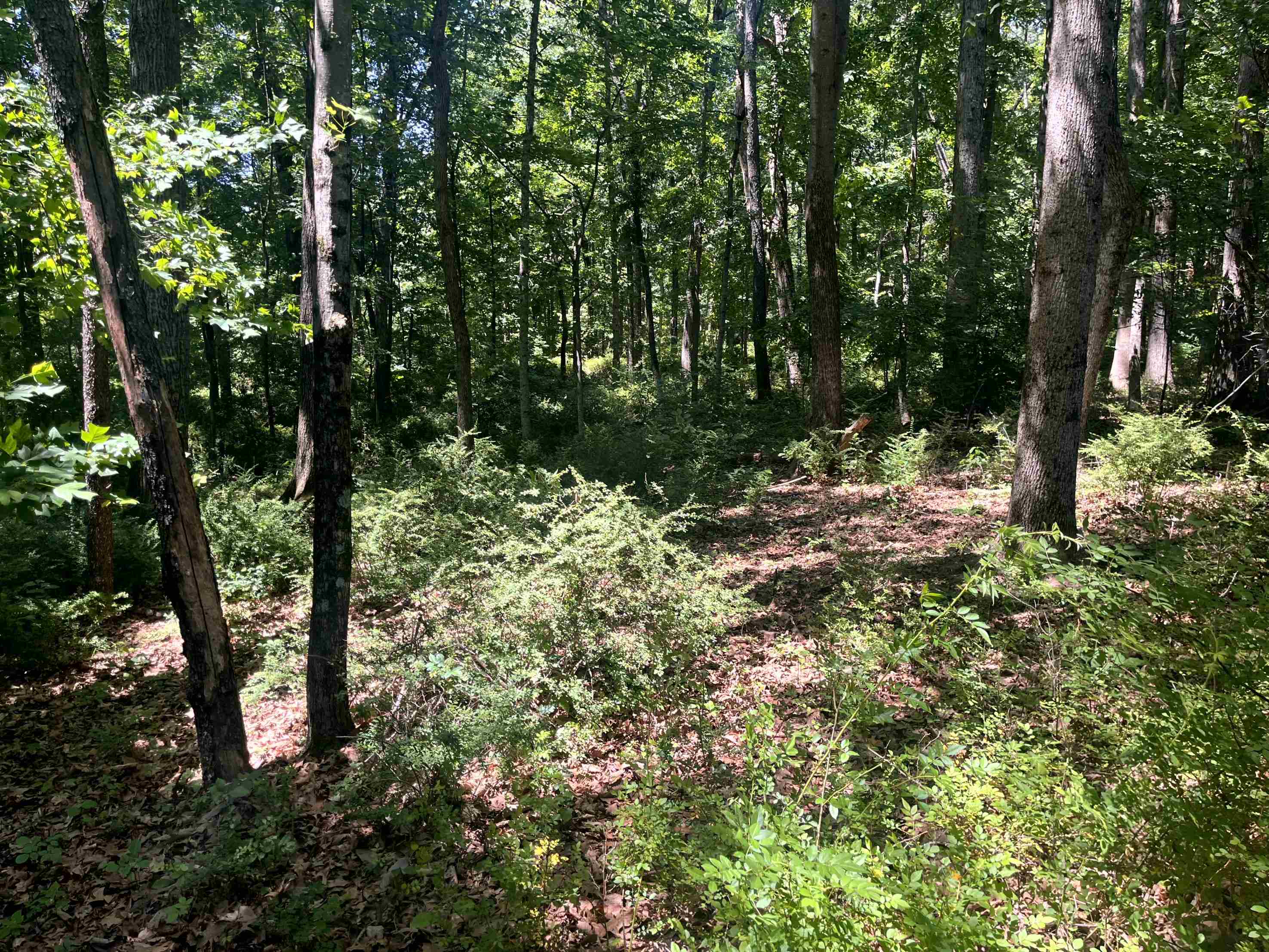 TBD SPOTTSWOOD RD, SPOTTSWOOD, Virginia 24476, ,Land,TBD SPOTTSWOOD RD,678394 MLS # 678394 TBD SPOTTSWOOD RD, SPOTTSWOOD, Virginia 24476, ,Land,TBD SPOTTSWOOD RD,678394 MLS # 678394