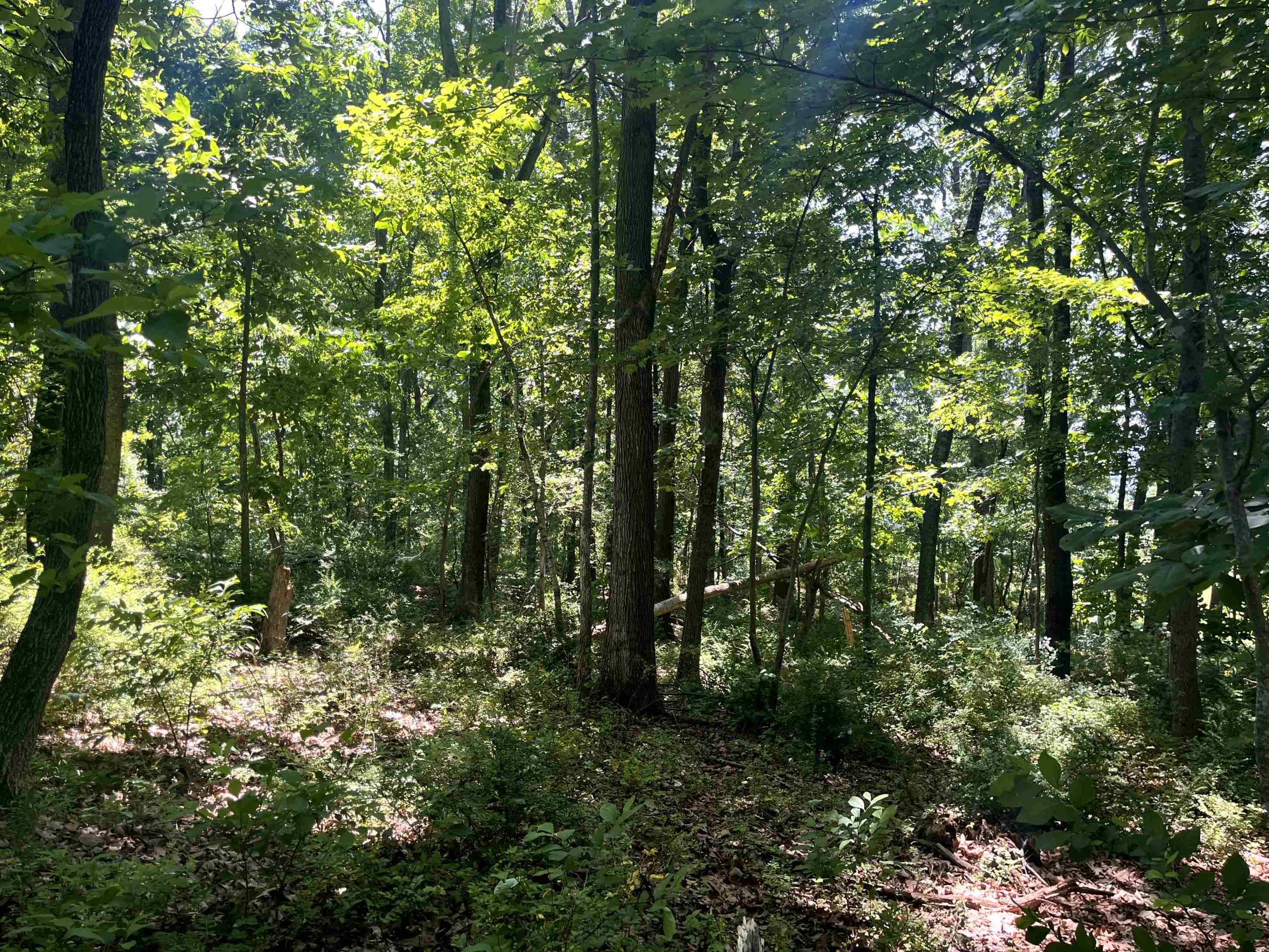 TBD SPOTTSWOOD RD, SPOTTSWOOD, Virginia 24476, ,Land,TBD SPOTTSWOOD RD,678394 MLS # 678394 TBD SPOTTSWOOD RD, SPOTTSWOOD, Virginia 24476, ,Land,TBD SPOTTSWOOD RD,678394 MLS # 678394