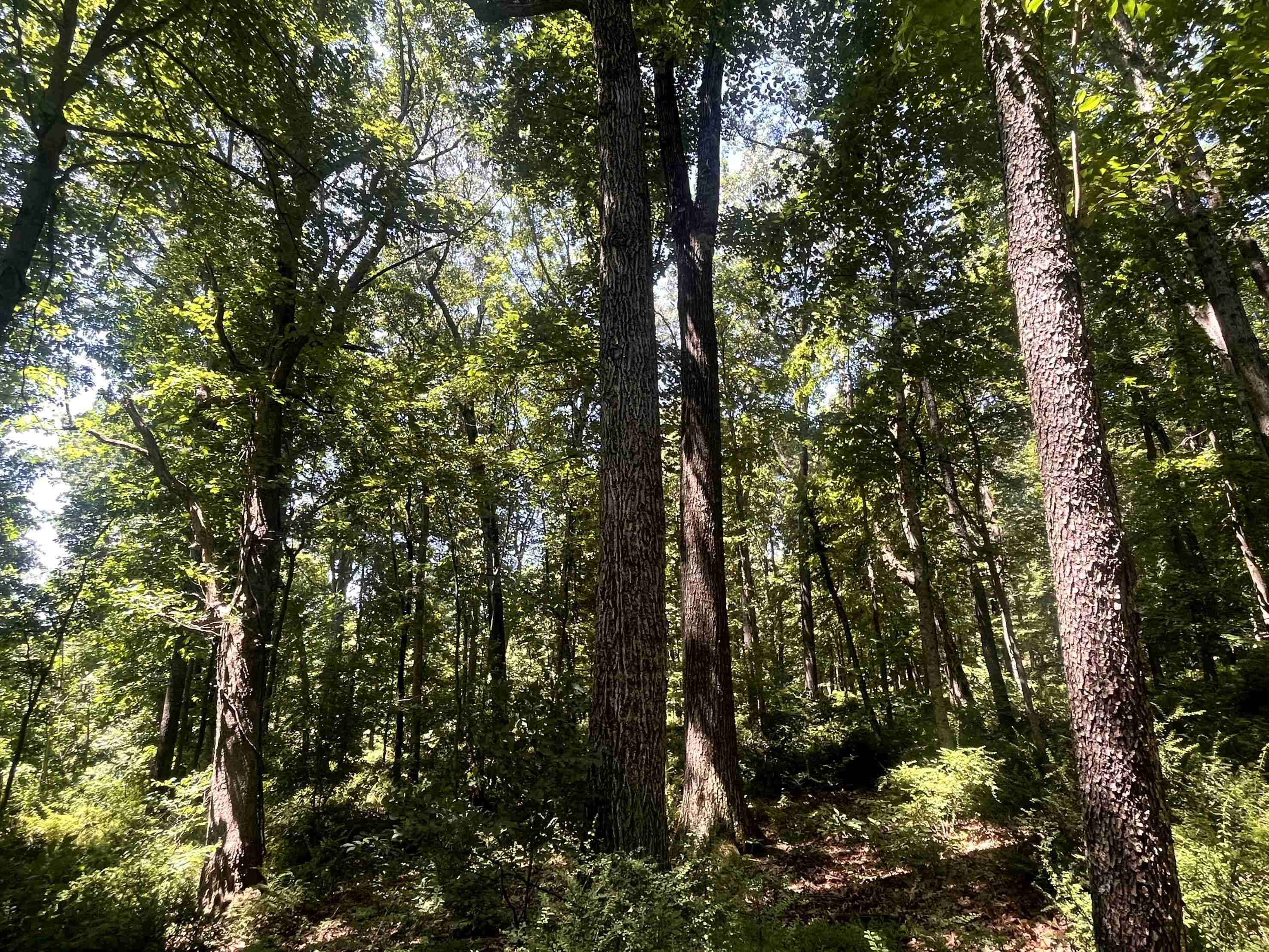 TBD SPOTTSWOOD RD, SPOTTSWOOD, Virginia 24476, ,Land,TBD SPOTTSWOOD RD,678394 MLS # 678394 TBD SPOTTSWOOD RD, SPOTTSWOOD, Virginia 24476, ,Land,TBD SPOTTSWOOD RD,678394 MLS # 678394
