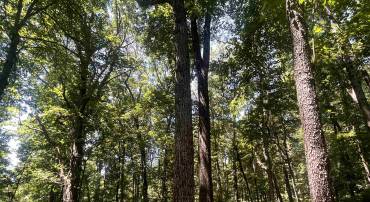 TBD SPOTTSWOOD RD, SPOTTSWOOD, Virginia 24476, ,Land,TBD SPOTTSWOOD RD,678394 MLS # 678394