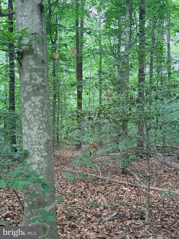 8704 MILLWOOD DR, SPOTSYLVANIA, Virginia 22551, ,Land,8704 MILLWOOD DR,VASP2042934 MLS # VASP2042934 8704 MILLWOOD DR, SPOTSYLVANIA, Virginia 22551, ,Land,8704 MILLWOOD DR,VASP2042934 MLS # VASP2042934