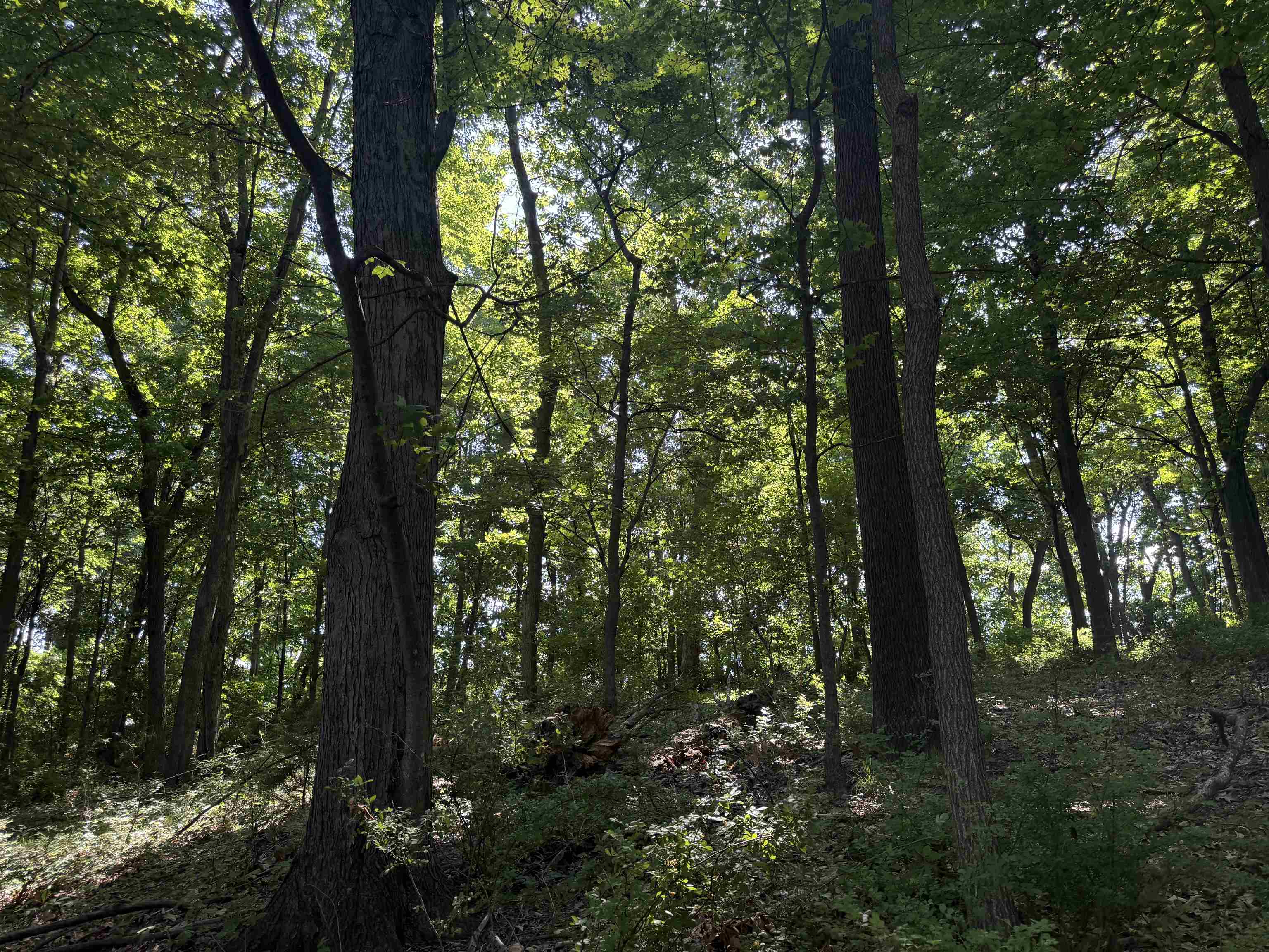 TBD ARBOR HILL RD, STAUNTON, Virginia 24401, ,Farm,TBD ARBOR HILL RD,678469 MLS # 678469 TBD ARBOR HILL RD, STAUNTON, Virginia 24401, ,Farm,TBD ARBOR HILL RD,678469 MLS # 678469