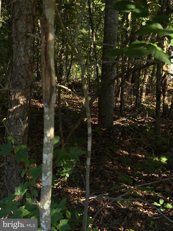 KIRTLEY TRL, CULPEPER, Virginia 22701, ,Land,KIRTLEY TRL,VACU2014072 MLS # VACU2014072 KIRTLEY TRL, CULPEPER, Virginia 22701, ,Land,KIRTLEY TRL,VACU2014072 MLS # VACU2014072