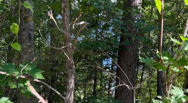 KIRTLEY TRL, CULPEPER, Virginia 22701, ,Land,KIRTLEY TRL,VACU2014072 MLS # VACU2014072