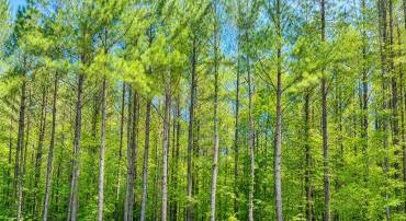 GOVERNOR ALMOND RD, LOCUST GROVE, Virginia 22508, ,Land,GOVERNOR ALMOND RD,VAOR2014526 MLS # VAOR2014526