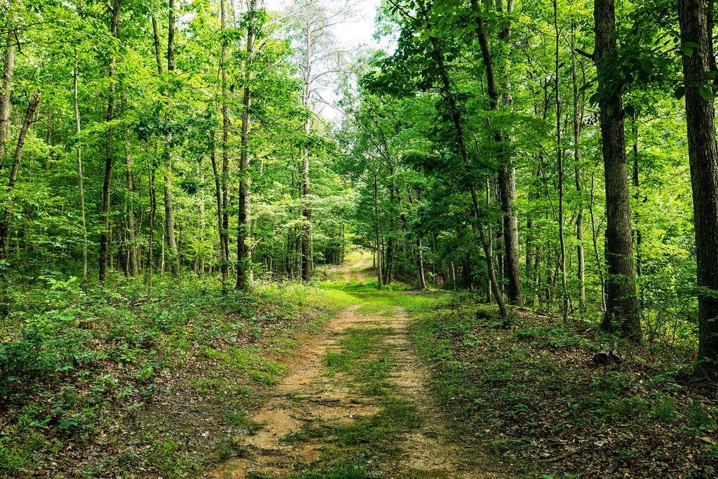 TBD CALF MOUNTAIN RD, WAYNESBORO, Virginia 22980, ,Land,TBD CALF MOUNTAIN RD,678655 MLS # 678655