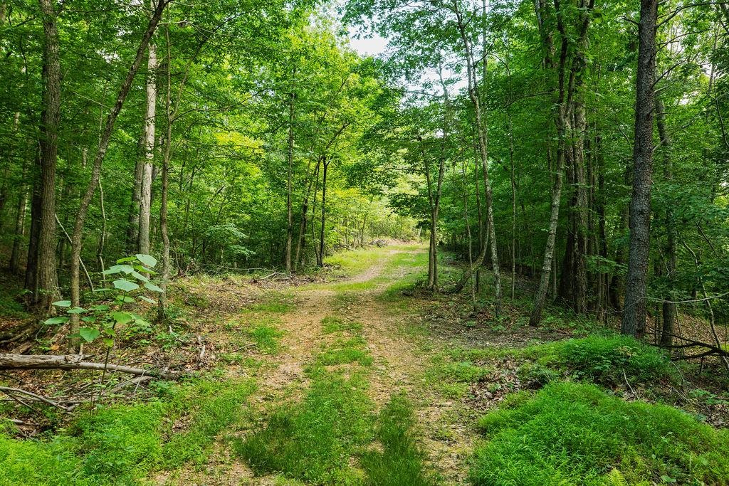 TBD CALF MOUNTAIN RD, WAYNESBORO, Virginia 22980, ,Land,TBD CALF MOUNTAIN RD,678655 MLS # 678655