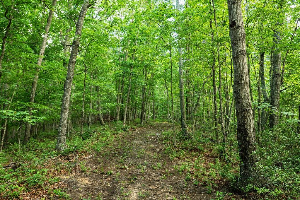 TBD CALF MOUNTAIN RD, WAYNESBORO, Virginia 22980, ,Land,TBD CALF MOUNTAIN RD,678655 MLS # 678655