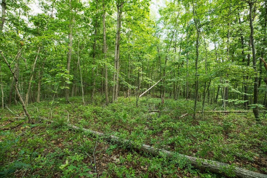 TBD CALF MOUNTAIN RD, WAYNESBORO, Virginia 22980, ,Land,TBD CALF MOUNTAIN RD,678655 MLS # 678655