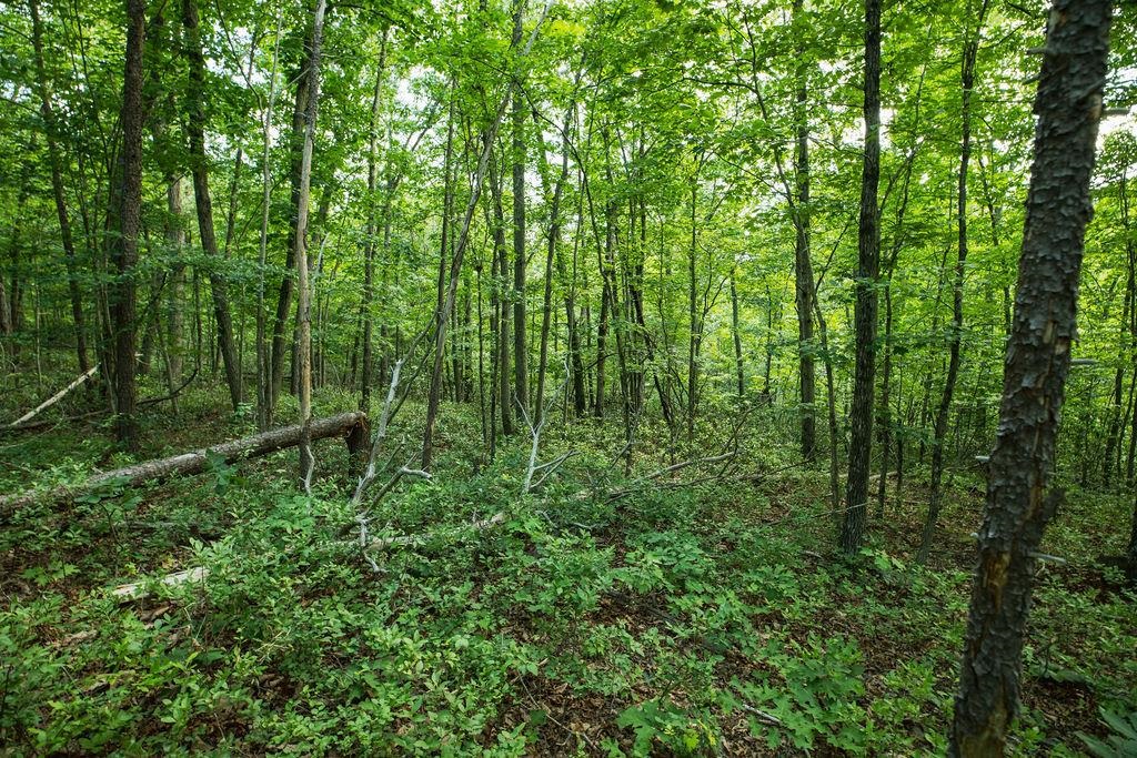 TBD CALF MOUNTAIN RD, WAYNESBORO, Virginia 22980, ,Land,TBD CALF MOUNTAIN RD,678655 MLS # 678655