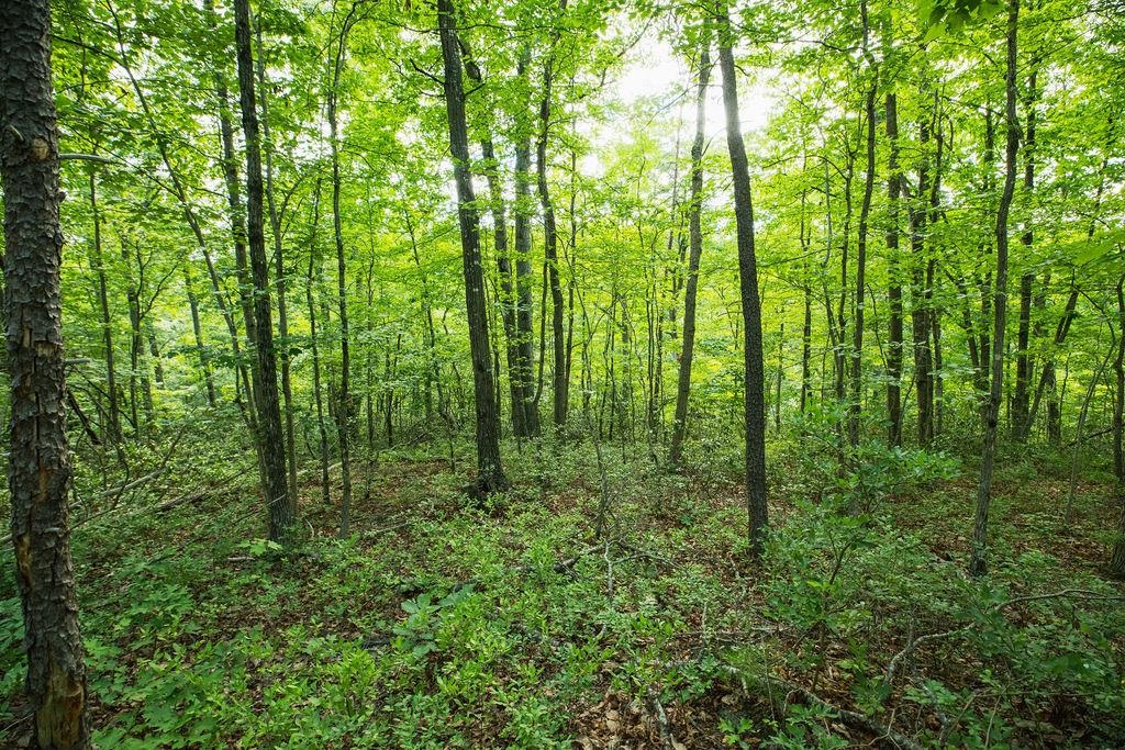TBD CALF MOUNTAIN RD, WAYNESBORO, Virginia 22980, ,Land,TBD CALF MOUNTAIN RD,678655 MLS # 678655