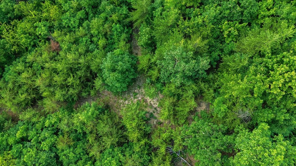 TBD CALF MOUNTAIN RD, WAYNESBORO, Virginia 22980, ,Land,TBD CALF MOUNTAIN RD,678655 MLS # 678655