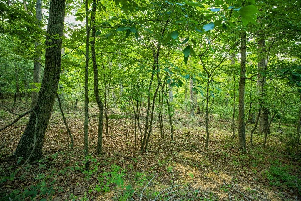 TBD CALF MOUNTAIN RD, WAYNESBORO, Virginia 22980, ,Land,TBD CALF MOUNTAIN RD,678655 MLS # 678655