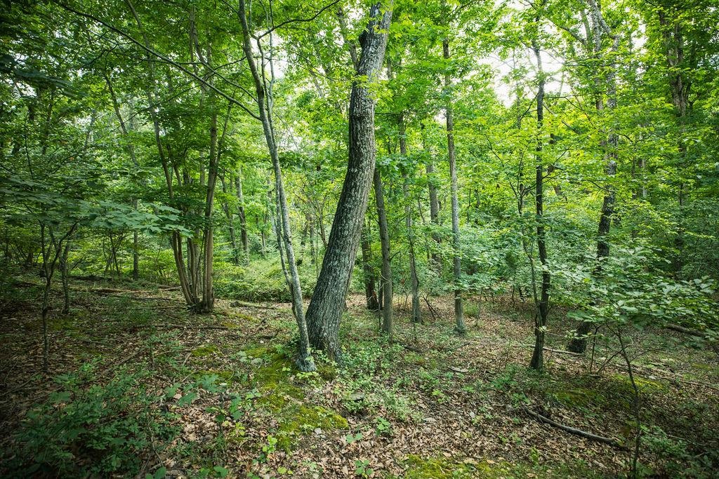 TBD CALF MOUNTAIN RD, WAYNESBORO, Virginia 22980, ,Land,TBD CALF MOUNTAIN RD,678655 MLS # 678655