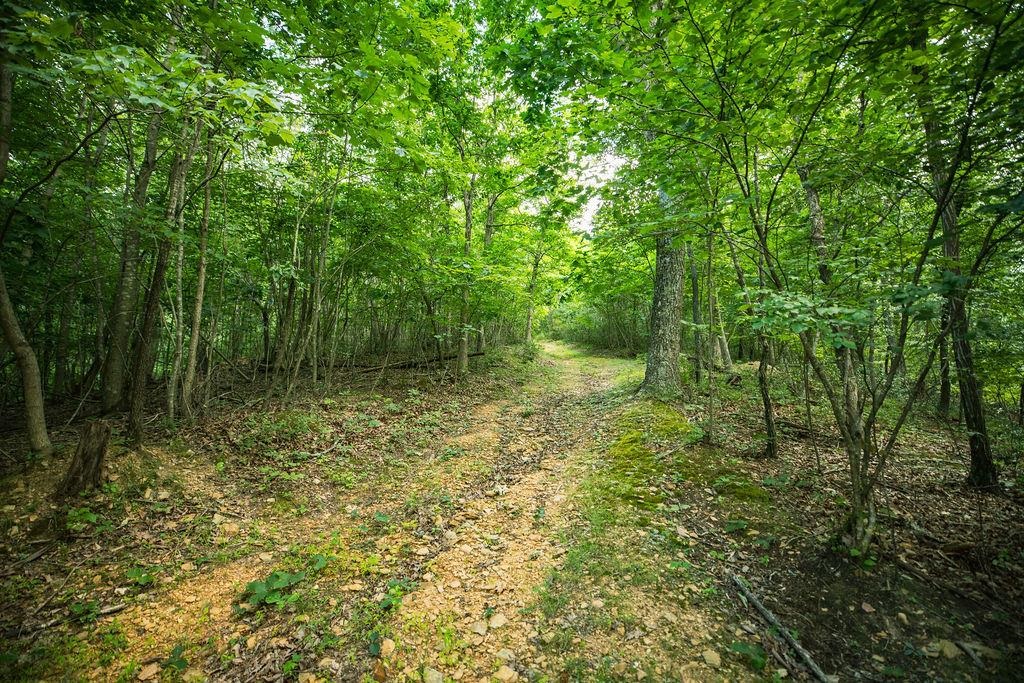 TBD CALF MOUNTAIN RD, WAYNESBORO, Virginia 22980, ,Land,TBD CALF MOUNTAIN RD,678655 MLS # 678655