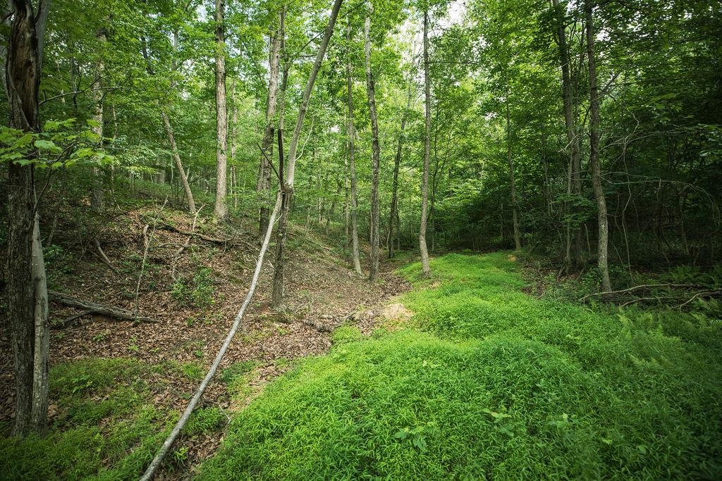 TBD CALF MOUNTAIN RD, WAYNESBORO, Virginia 22980, ,Land,TBD CALF MOUNTAIN RD,678655 MLS # 678655