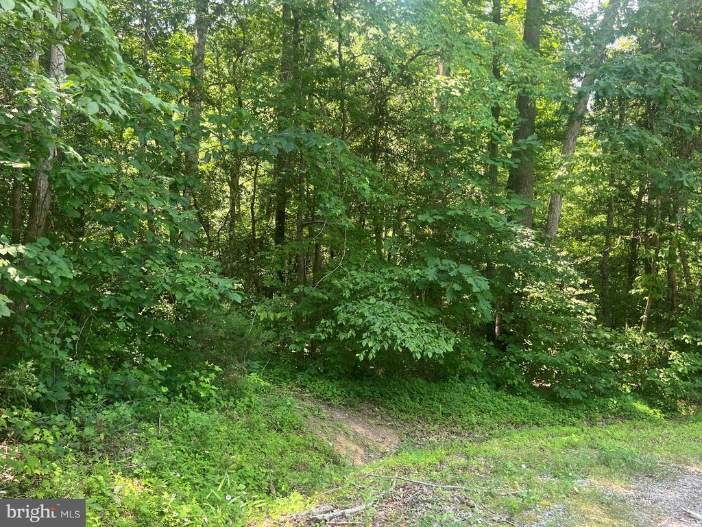 5517 FOREST VIEW DR, PARTLOW, Virginia 22534, ,Land,5517 FOREST VIEW DR,VASP2043072 MLS # VASP2043072 5517 FOREST VIEW DR, PARTLOW, Virginia 22534, ,Land,5517 FOREST VIEW DR,VASP2043072 MLS # VASP2043072
