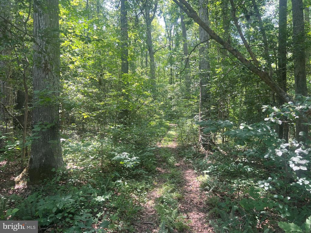 5517 FOREST VIEW DR, PARTLOW, Virginia 22534, ,Land,5517 FOREST VIEW DR,VASP2043072 MLS # VASP2043072 5517 FOREST VIEW DR, PARTLOW, Virginia 22534, ,Land,5517 FOREST VIEW DR,VASP2043072 MLS # VASP2043072