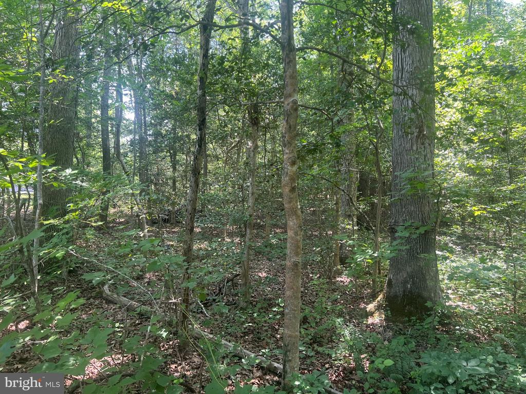 5517 FOREST VIEW DR, PARTLOW, Virginia 22534, ,Land,5517 FOREST VIEW DR,VASP2043072 MLS # VASP2043072 5517 FOREST VIEW DR, PARTLOW, Virginia 22534, ,Land,5517 FOREST VIEW DR,VASP2043072 MLS # VASP2043072