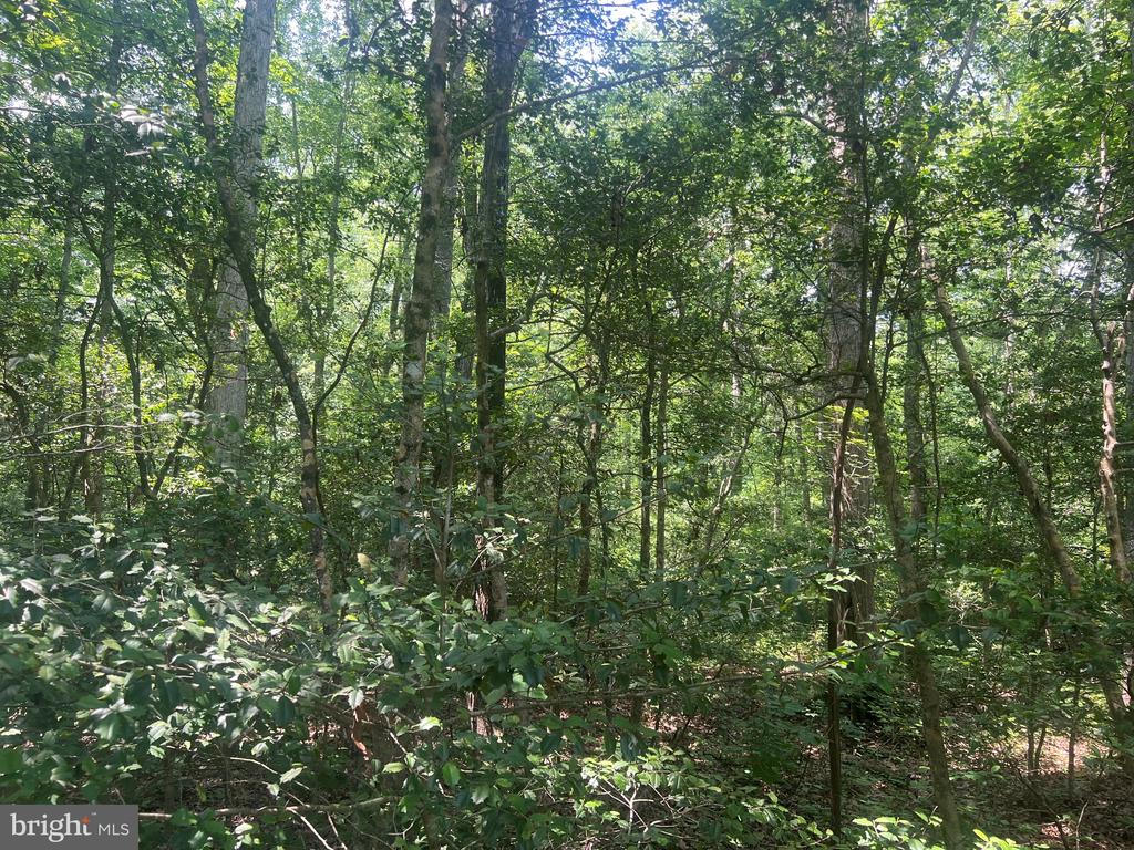 5517 FOREST VIEW DR, PARTLOW, Virginia 22534, ,Land,5517 FOREST VIEW DR,VASP2043072 MLS # VASP2043072 5517 FOREST VIEW DR, PARTLOW, Virginia 22534, ,Land,5517 FOREST VIEW DR,VASP2043072 MLS # VASP2043072