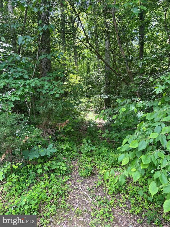 5517 FOREST VIEW DR, PARTLOW, Virginia 22534, ,Land,5517 FOREST VIEW DR,VASP2043072 MLS # VASP2043072 5517 FOREST VIEW DR, PARTLOW, Virginia 22534, ,Land,5517 FOREST VIEW DR,VASP2043072 MLS # VASP2043072